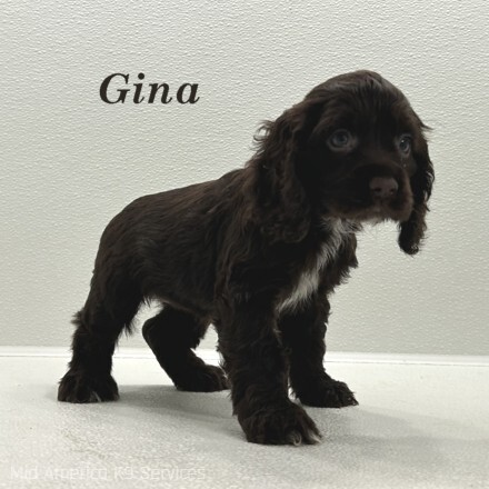 puppy, for, sale, Cocker Spaniel, Joe & Cherri  Overlease, dog, breeder, Miller, MO, dog-breeder, puppy-for-sale, forsale, nearby, find, puppyfind, locator, puppylocator, aca